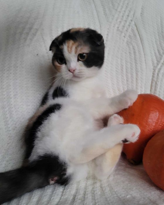 Scottish Straight calico грайлива та мила дівченка з Києва