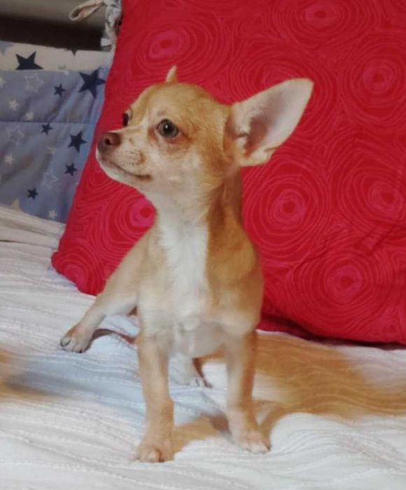 TEODOR Piesek chihuahua krótkowłosy z badaniem głowy i serca