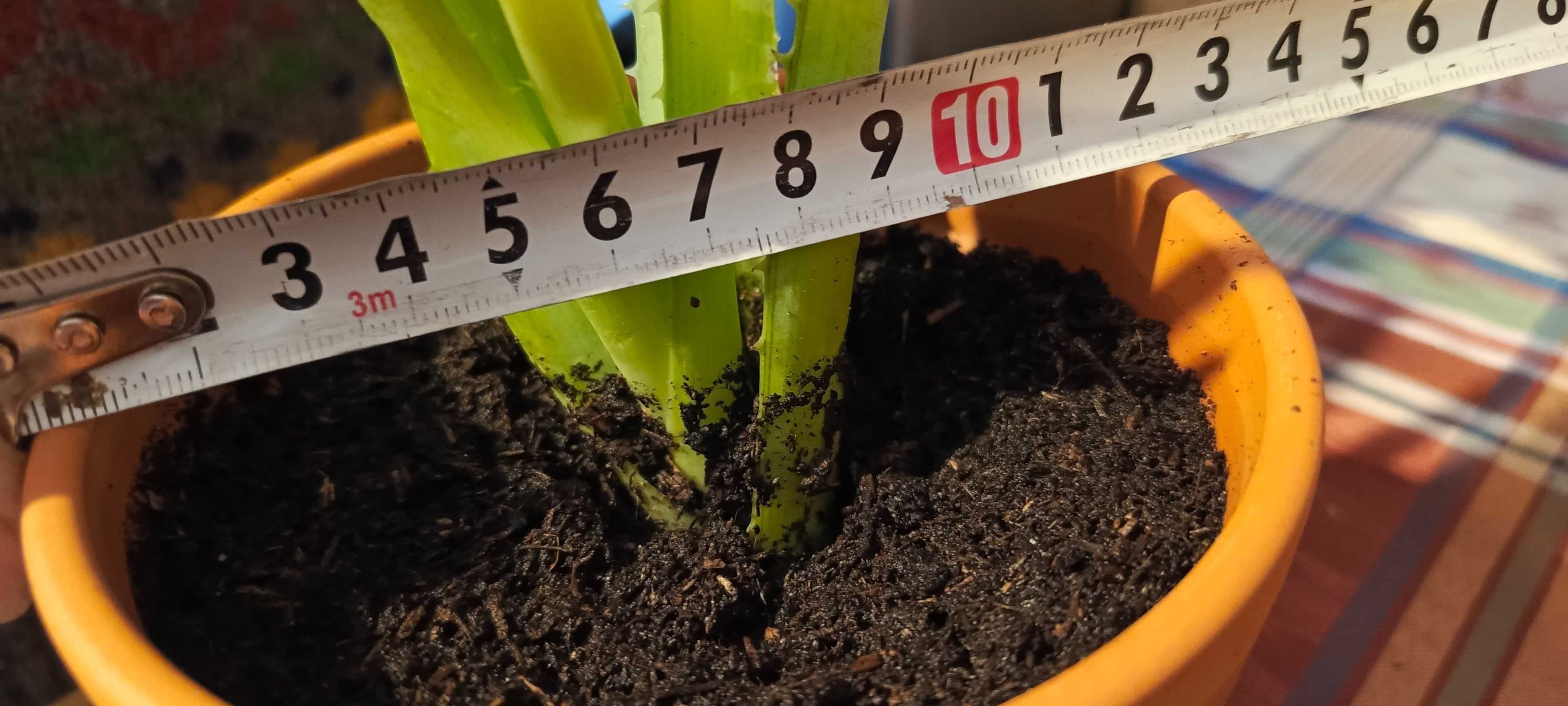 Aloes Vera w Ceramicznej Doniczce