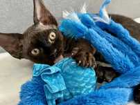 Śliczny Devon Rex Kimbo