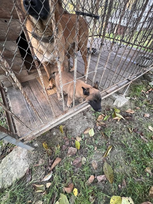 Цуценя бельгійська вівчарка малінуа