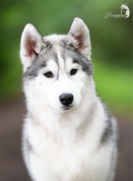 Śliczna suczka / Hodowla FCI od 1994 roku