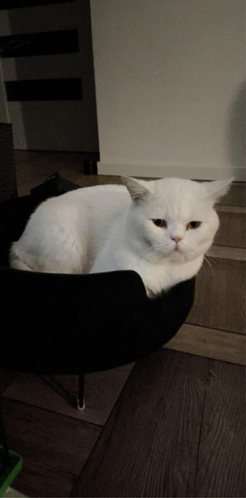 Kot, kocur brytyjski rasowy
