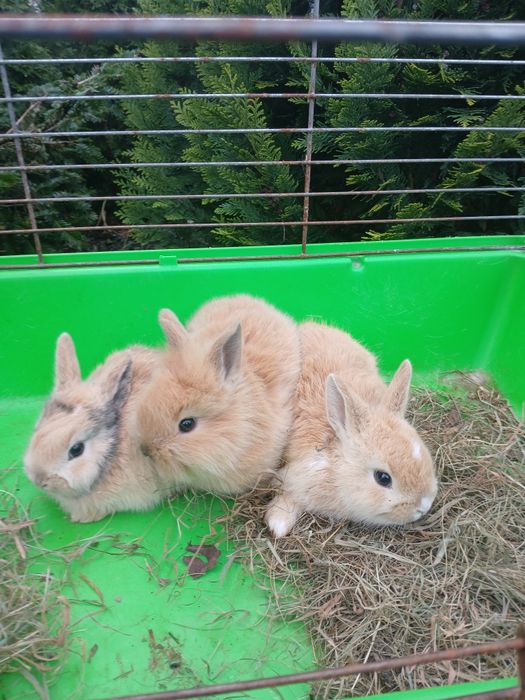 Króliczki miniaturki