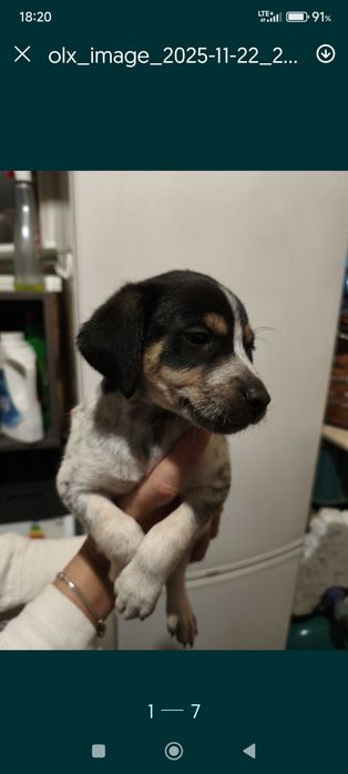 Mam do oddania piękna dama