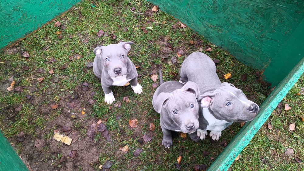 Amstaff błękitny blue samiec gotowy do odbioru