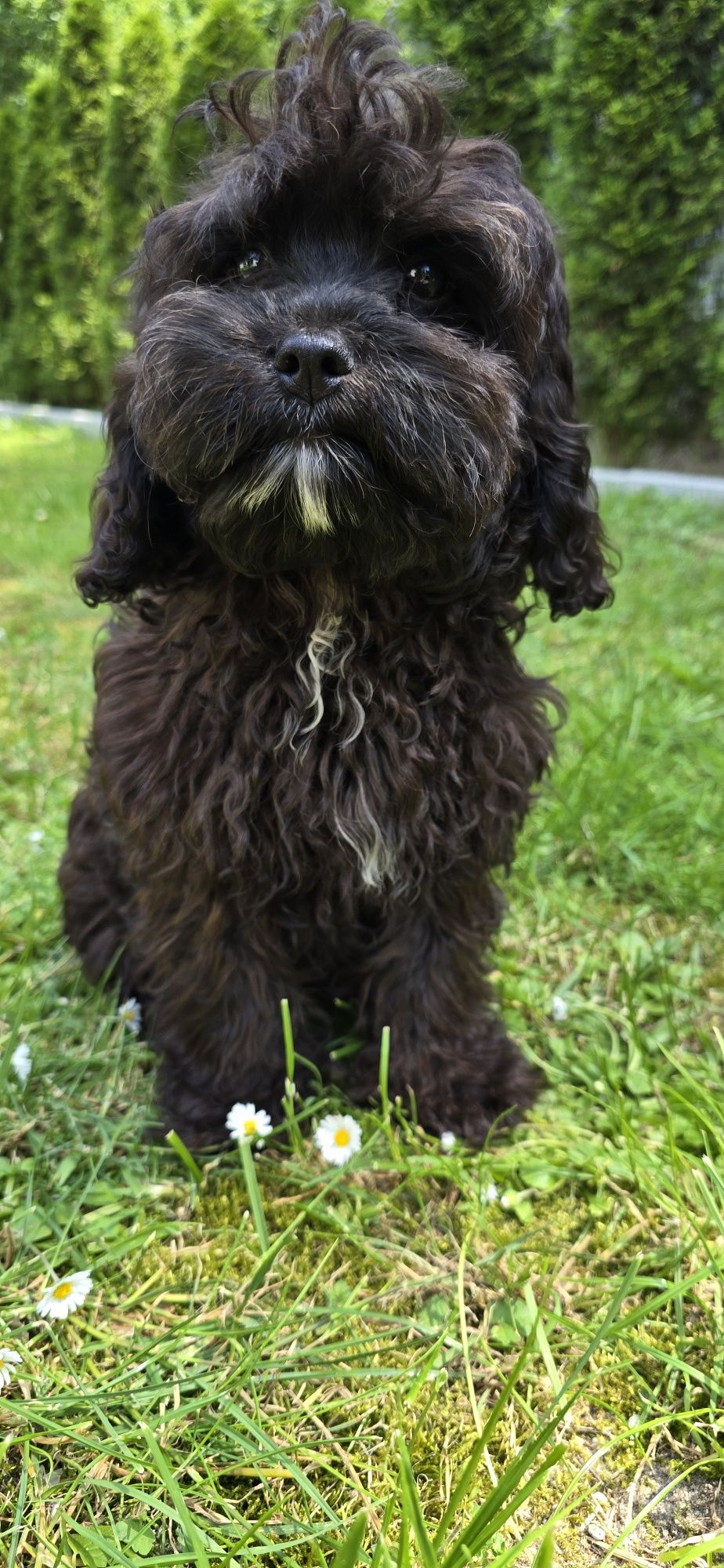 Cavapoo cavadoodle cavalier pudel Doodle