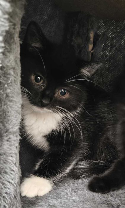 szukamy dobrego domku