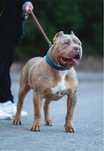 Thor Reproduktor American Bully XL BulliesMinds