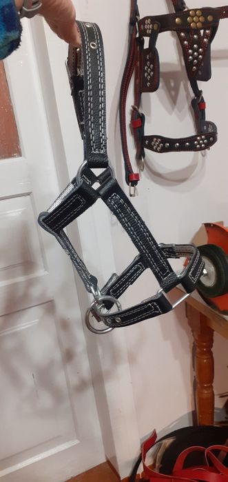 быку недоуздок кантар корове джерси голштын айширская абердин чёрный М