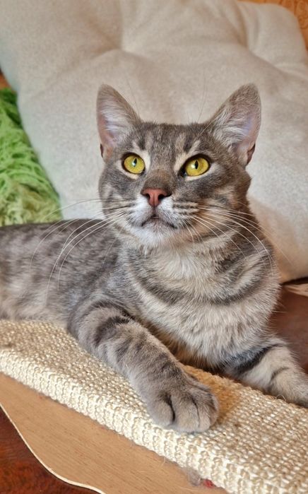 Чудовий котик в пошуках родини!