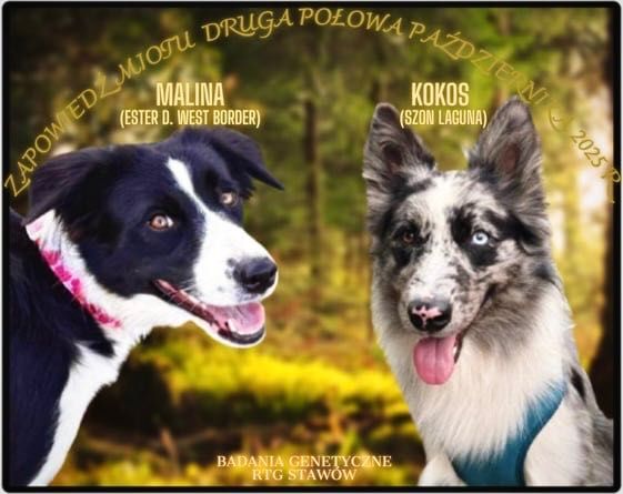 Border collie zapowiedź miotu
