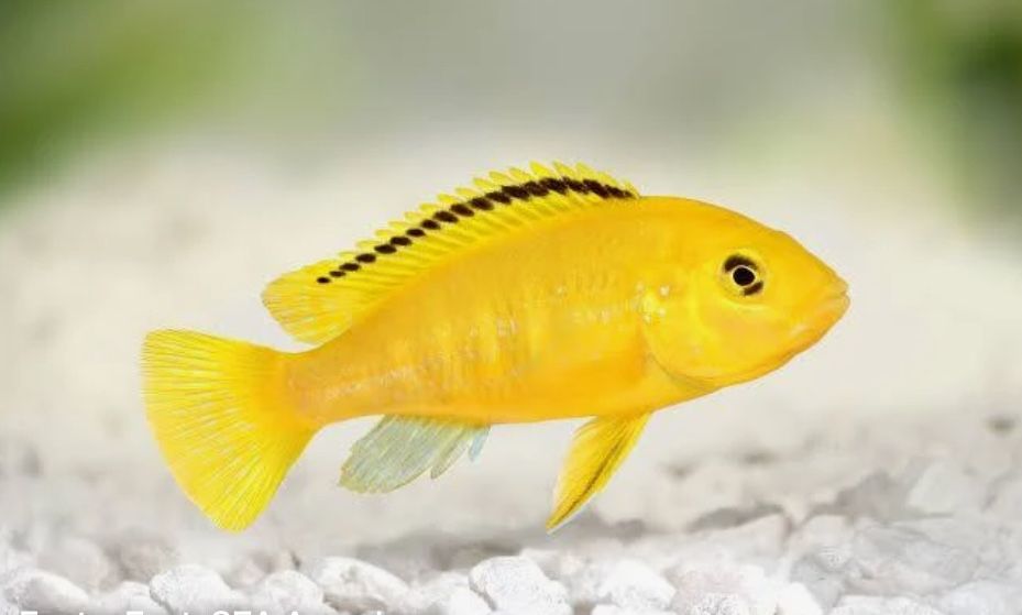 CICLIDEO LABIDOCHROMIS CAERULEUS e CICLIDEO JOHANNI