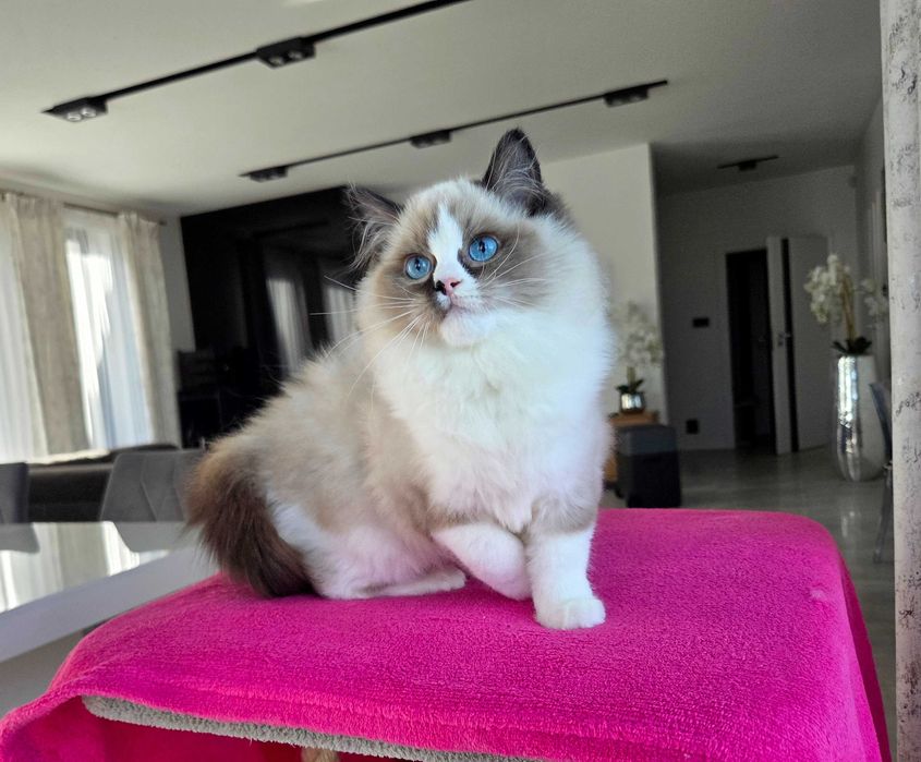 Ragdoll kotka z rodowodem FPL.