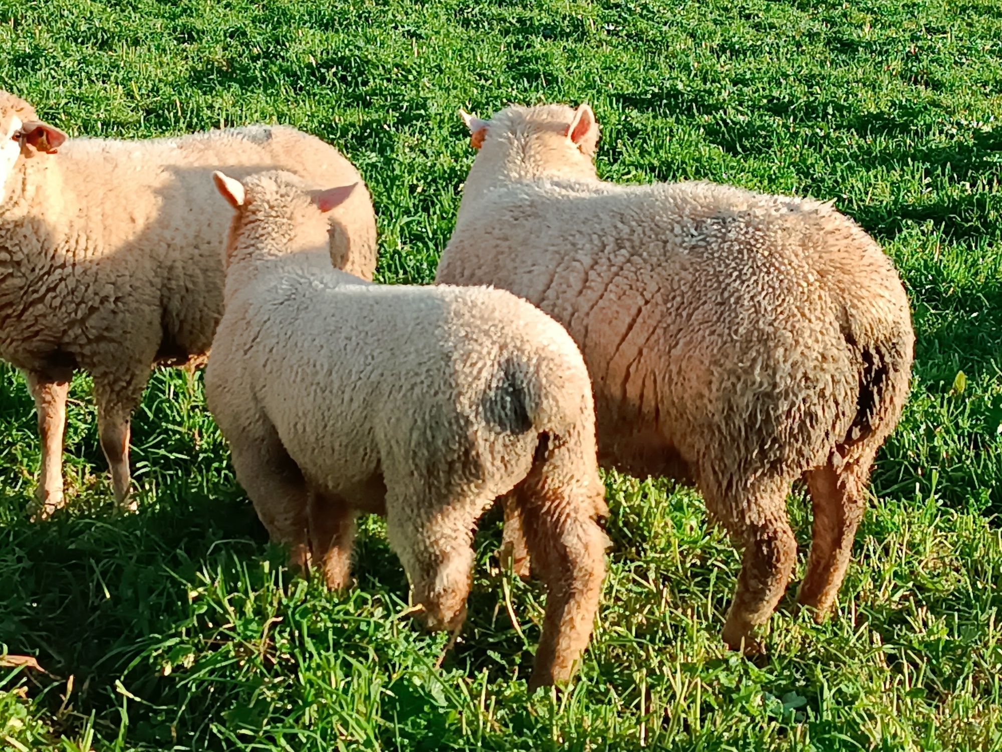 Borregos ile france puros