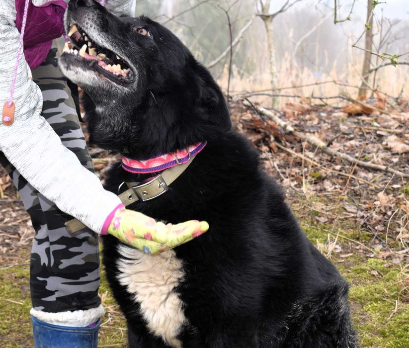 Grot - czarny misiek