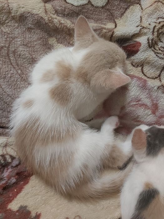 Кошеня хлопчик безкоштовно