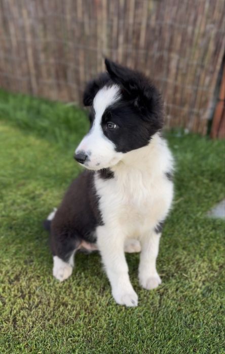 Szczeniak Border Collie piesek
