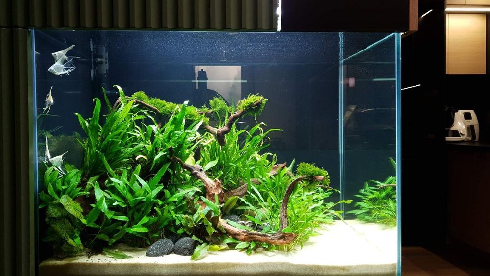 Zakładanie/serwis akwarystyczny