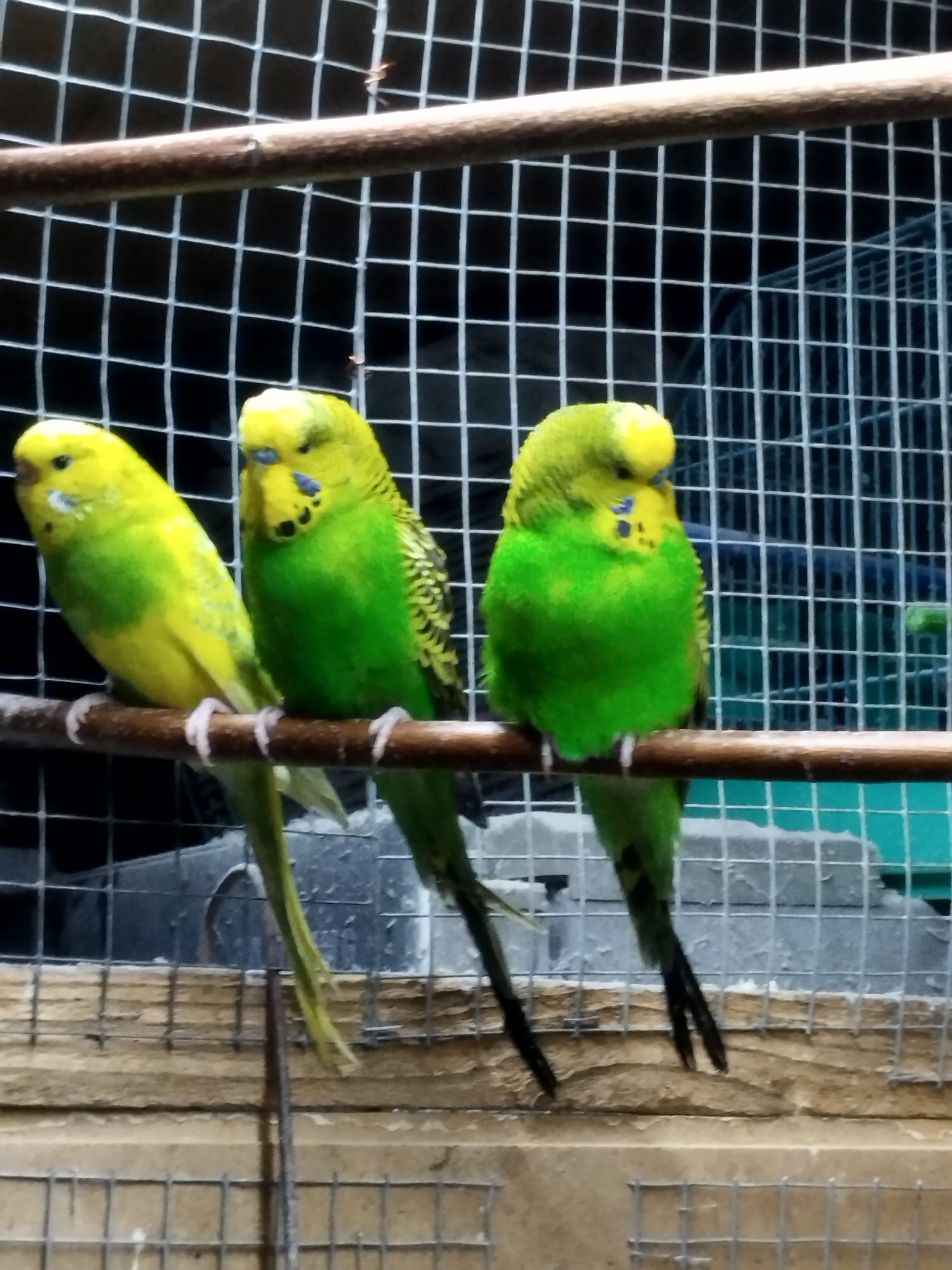 Witam Sprzedam Papugi Faliste 6-7 miesieczne