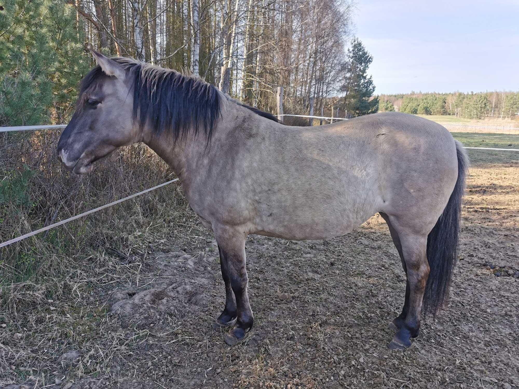 Cudowny Konik polski 5 lat