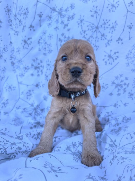 Śliczny szczeniak Cocker spaniel