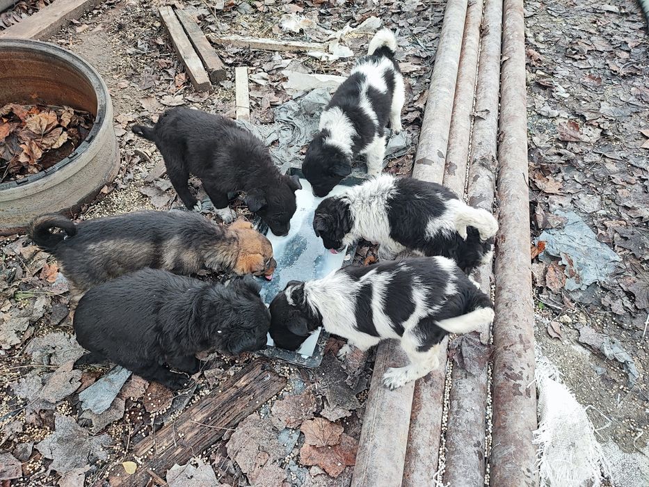 Цуценята в добрі руки