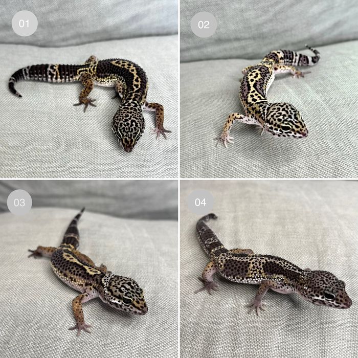 Gekony lamparcie - Carbon - maluchy 07/2025 - Eublepharis macularius