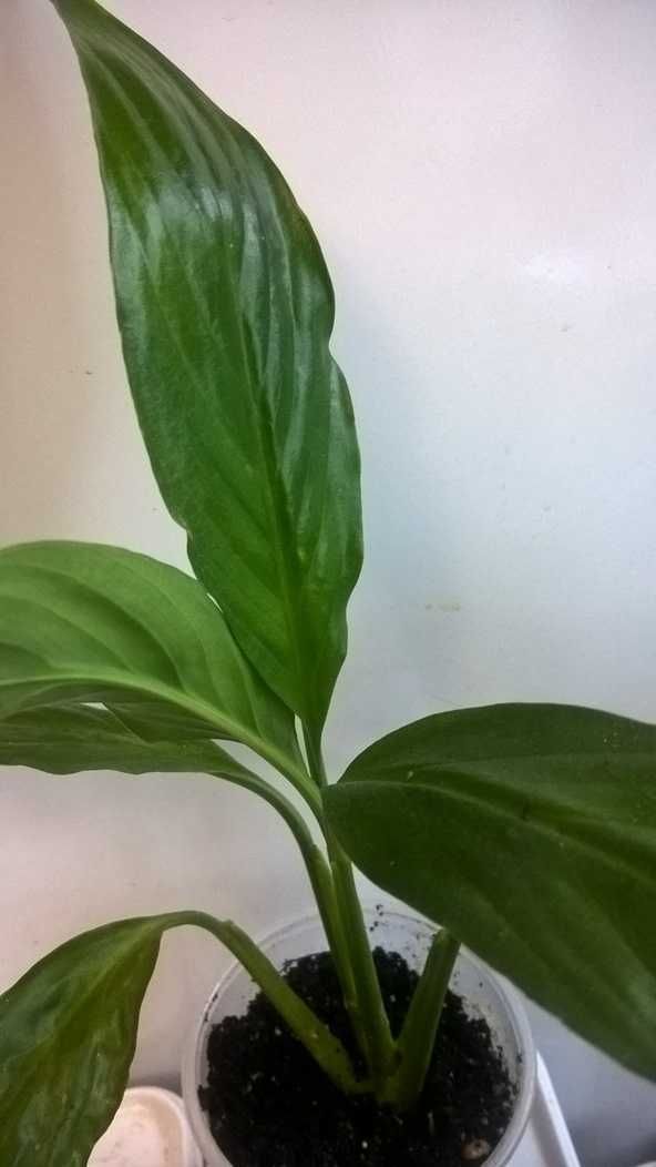 Спатифиллум Уоллиса Spathiphyllum wallisii