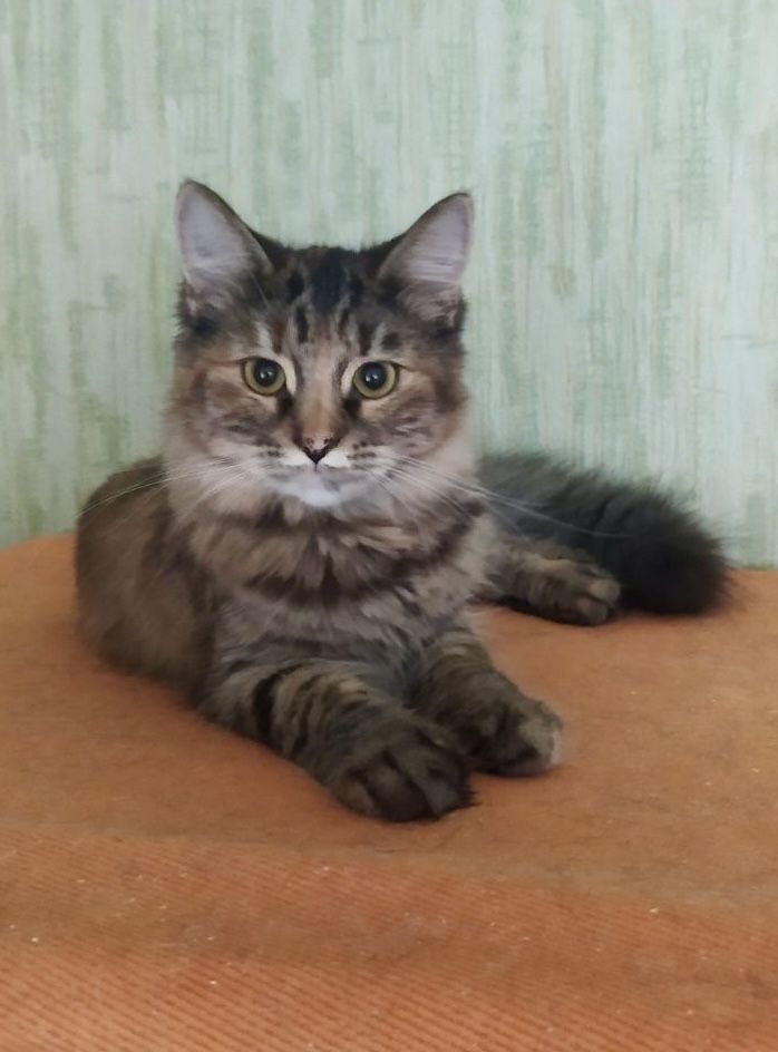 Котенок кошка девочка пушистая полосатая трехцветная