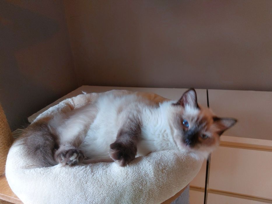 Zorro kocurek Ragdoll FPL /FIFE