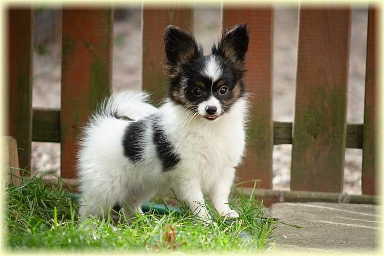 Spaniel kontynentalny miniaturowy papillon suczka ZKwP/FCI
