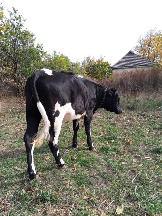 Продам телицю на утримання від голштинки