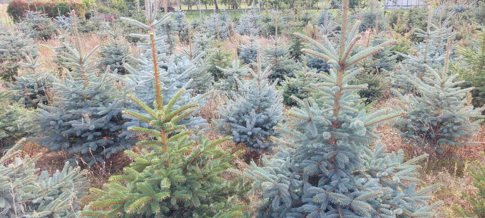 ŚWIERKI SREBRNE I ZIELONE - sprzedaż bezpośrednio z plantacji