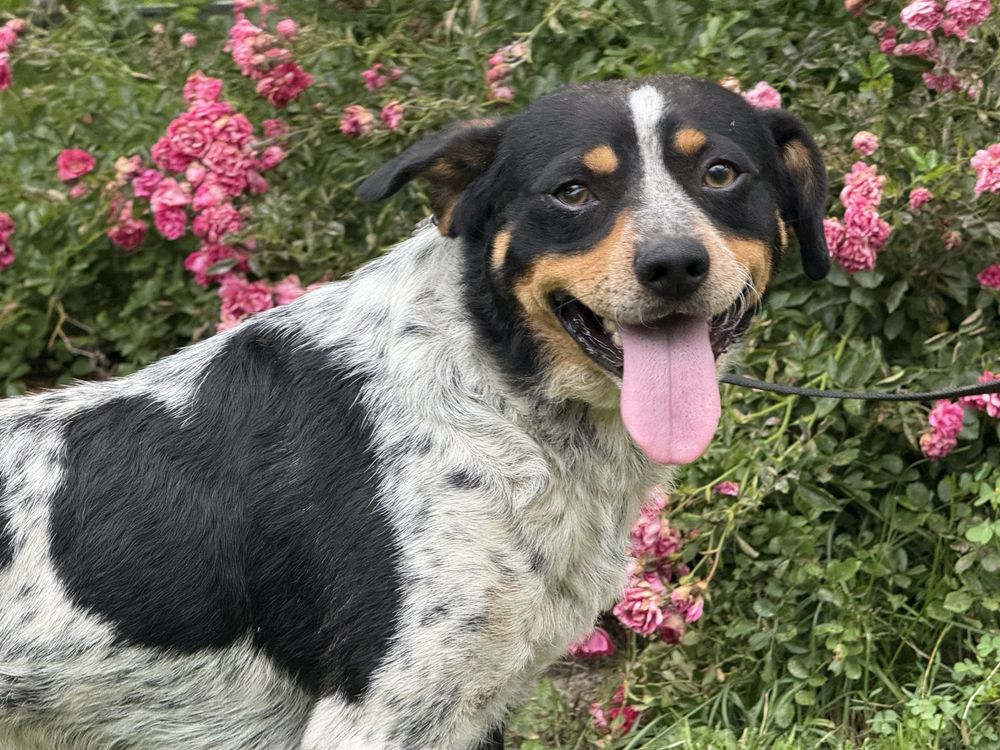 Dwa wyrzucone psiaki blagaja o dwoje adopcje!