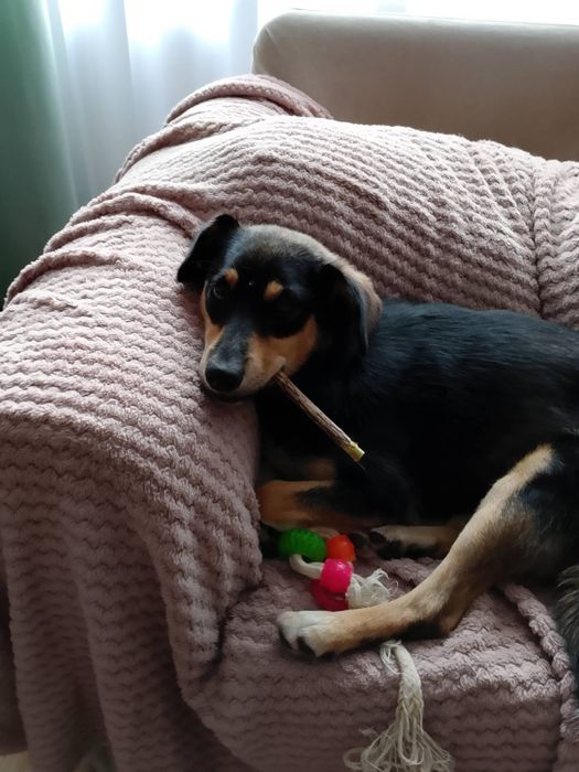 młoda, nieśmiała, mała sunia do adopcji