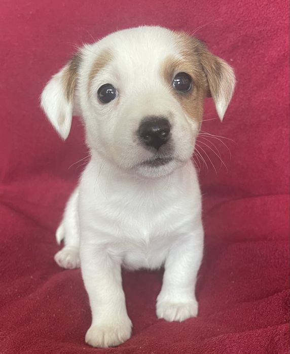 Цуценя Джек Рассел терʼєр. Хлопчик