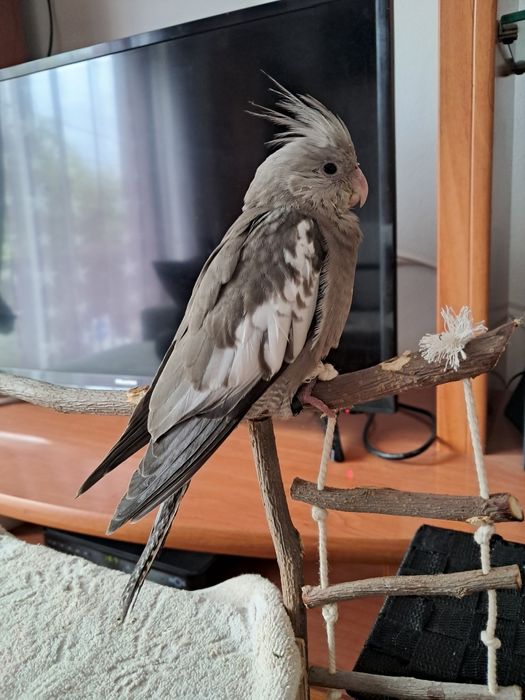 Caturra fêmea para acabar de criar a mão