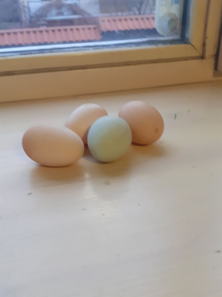 Чистопорідний амераукан  ,  яйця  блакитнуваті  і   синюваті  .