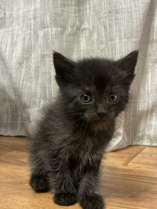 Śliczne kotki do oddania, adopcji szukają domu.