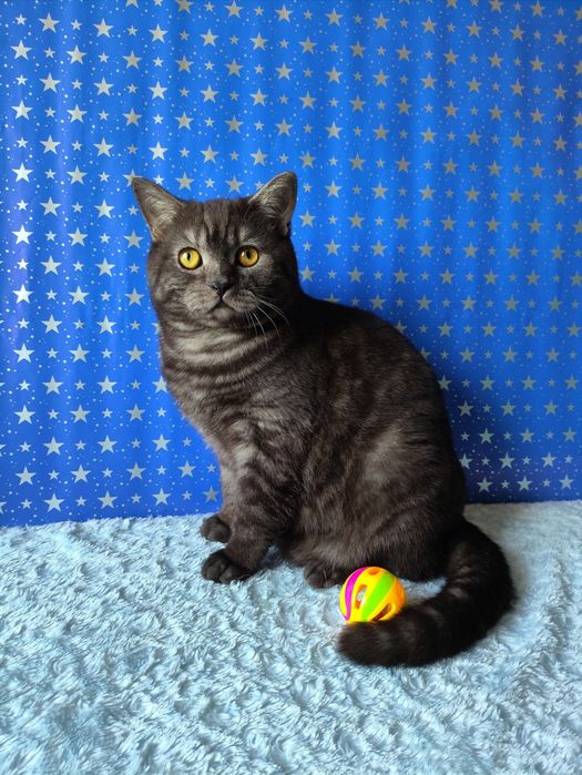 Мальчик чёрный дымчатый мрамор