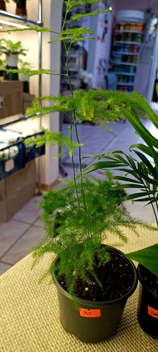 Продам набір кімнатних рослин .Спатифілум,Хамедорея,Аспарагус