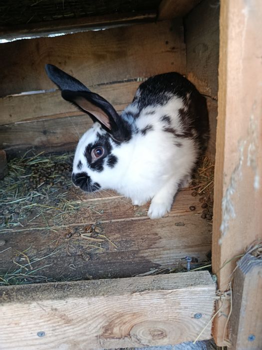 Продам кролів породами полтавське срібло та строкачі.