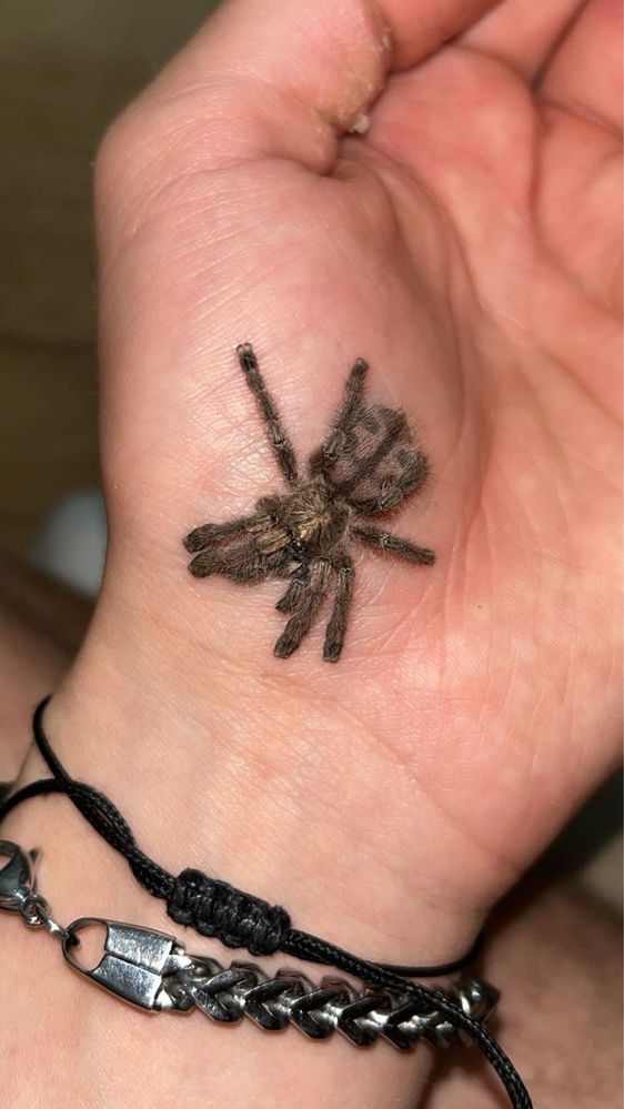 Caribena samice/młode L2