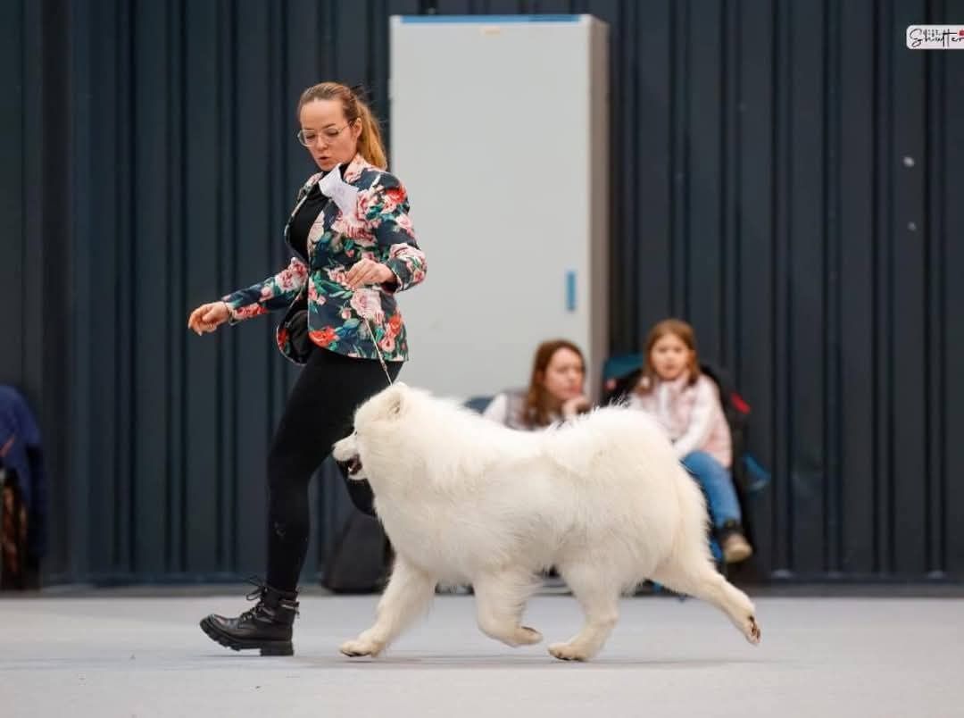 Samoyed szuka domu FCI ZKWP
