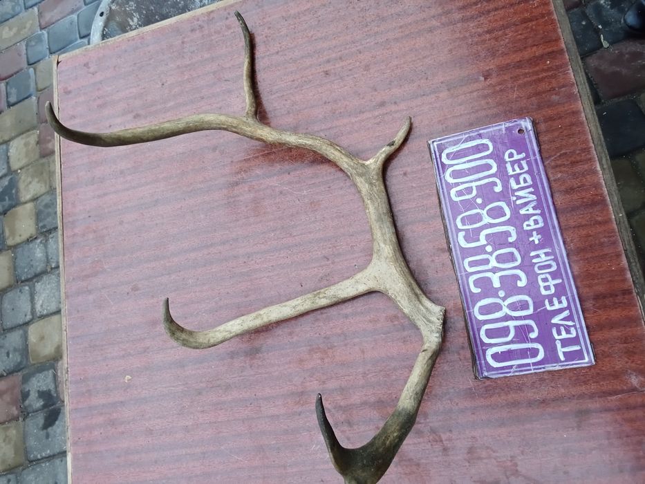 Рога северного оленя