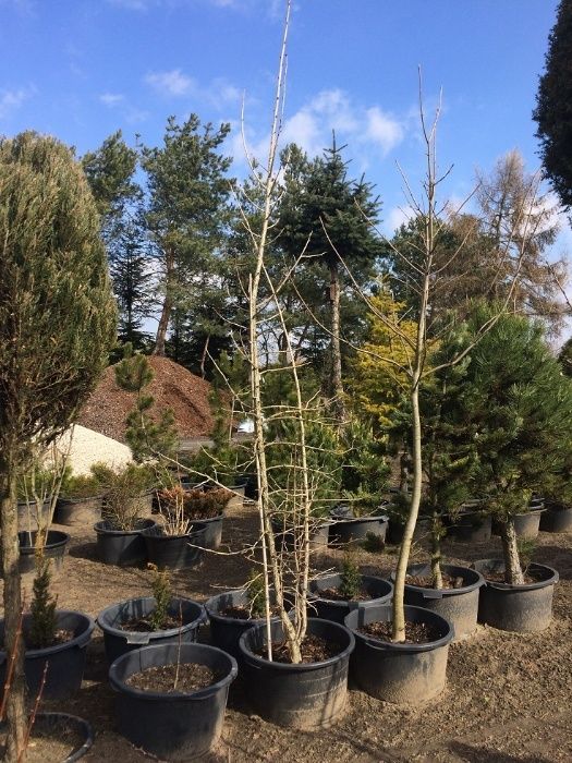 Orzech Laskowy Leszczyna Turecka 300cm 'Corylus Colurna'