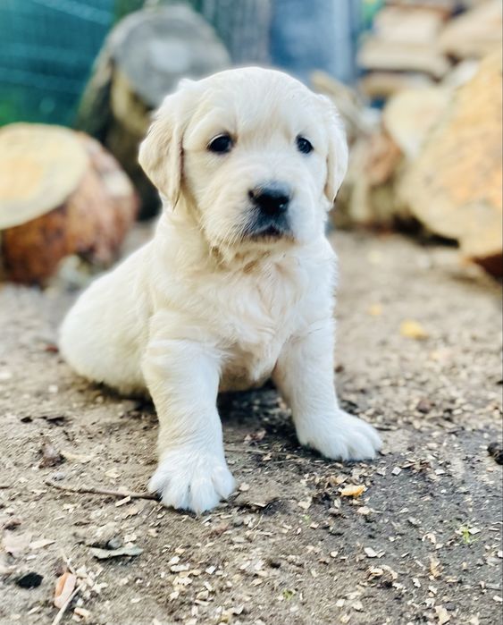 Golden Retriever szczeniak suczka