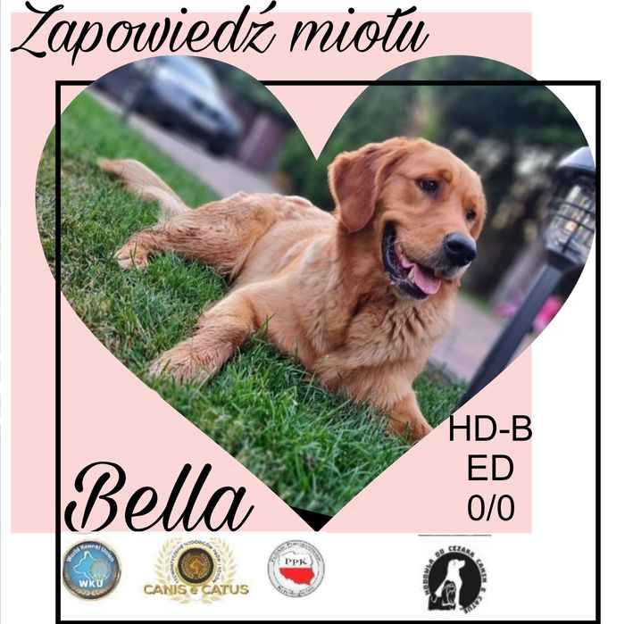 Zapowiedź Miotu Złote I Ciemno Złote Golden Retriever/ odbiór w maju