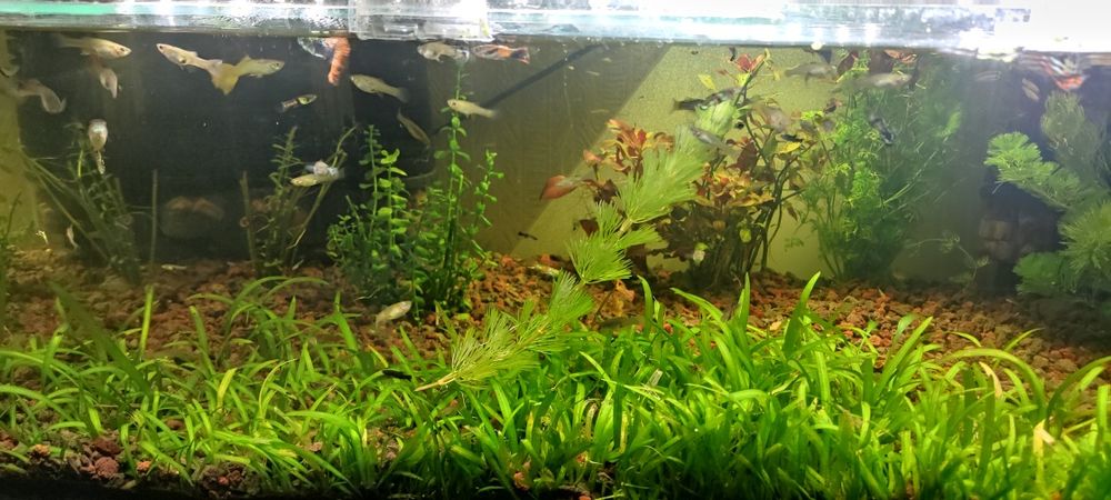 Gupiki różne odmiany dorosłe ryby lub młode molinezja ryby młode